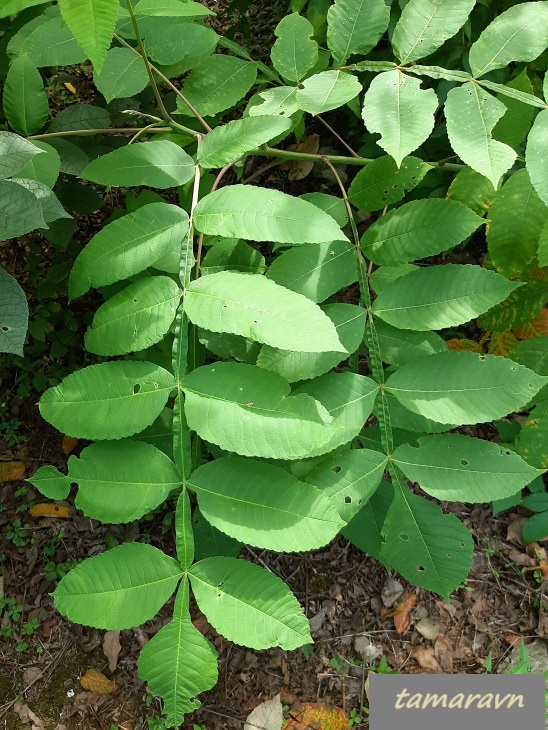 Сумах китайский (Rhus chinensis)