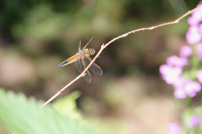 four-spotted skimmer dragonfly