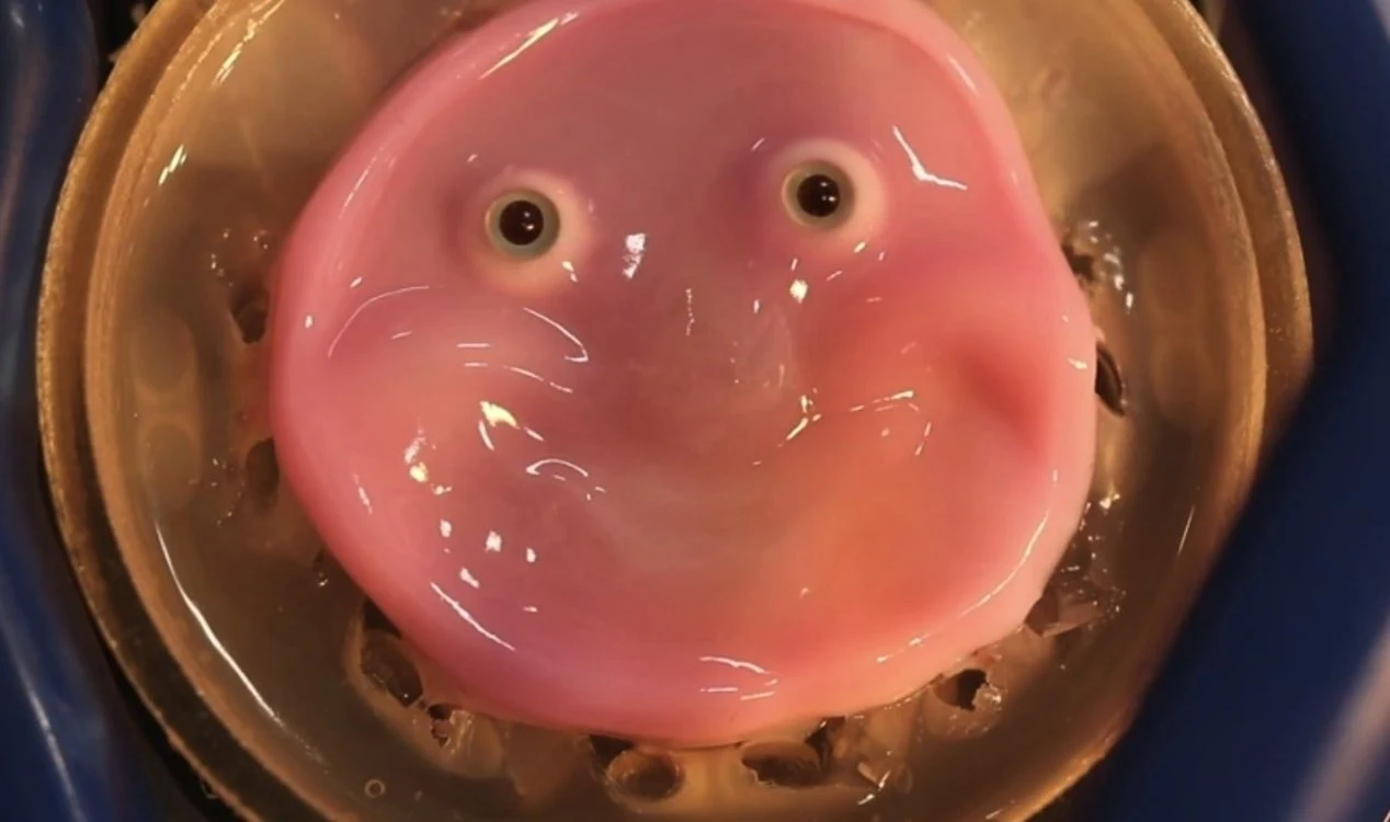 Cientistas japoneses desenvolvem rosto de robô cultivado a partir de células da pele humana.