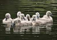 Swans Birds Pictures