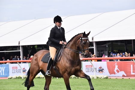 equestrian 4 equestrian 4
