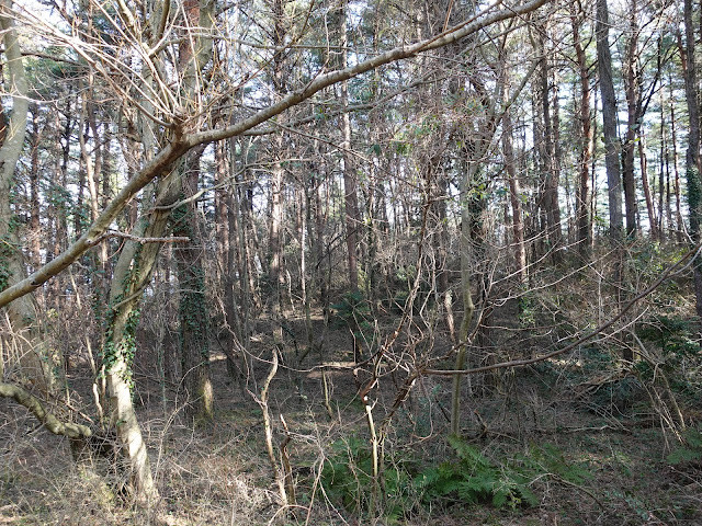 孝霊山　電波塔の山の管理用道路からの眺望