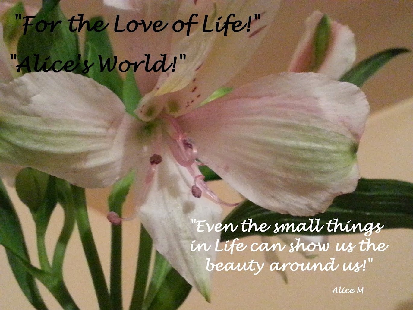 For the Love of Life!  Alice's World!                    