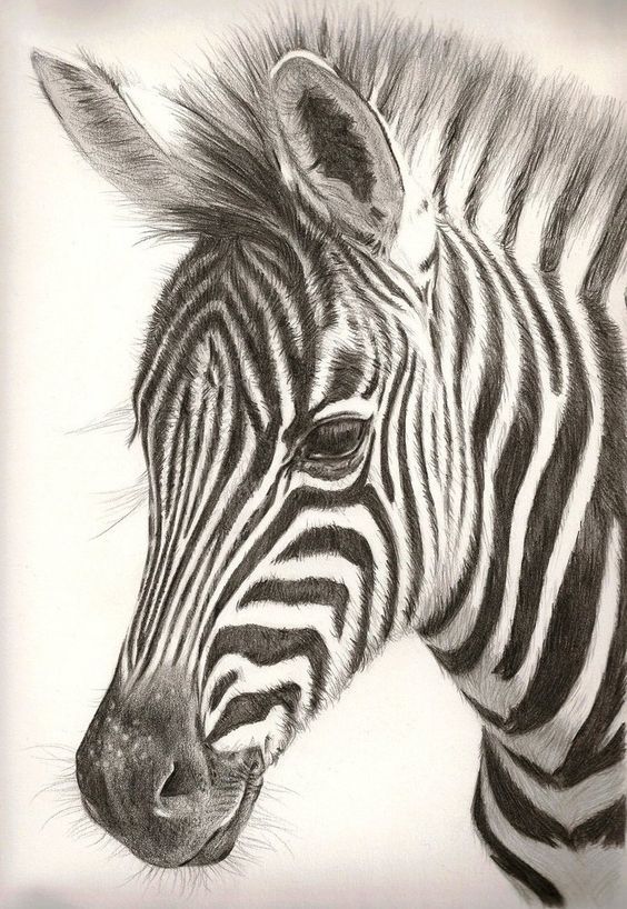 Sketsa Zebra Gambar Pemandangan