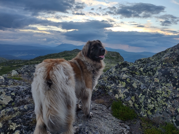 leonberger feforkampen