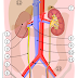 Urinary bladder