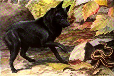 Belgian Schipperke