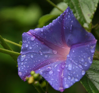 blue hd flower