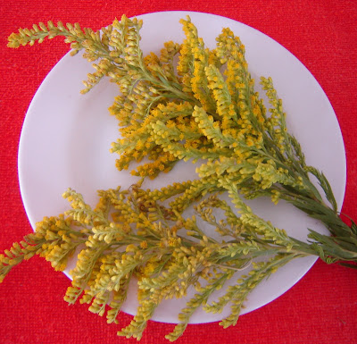 Vara de oro Solidago chilensis