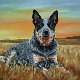 Blue Heeler Pictures