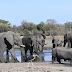 Hundreds of elephants die mysteriously in Botswana 'disaster'