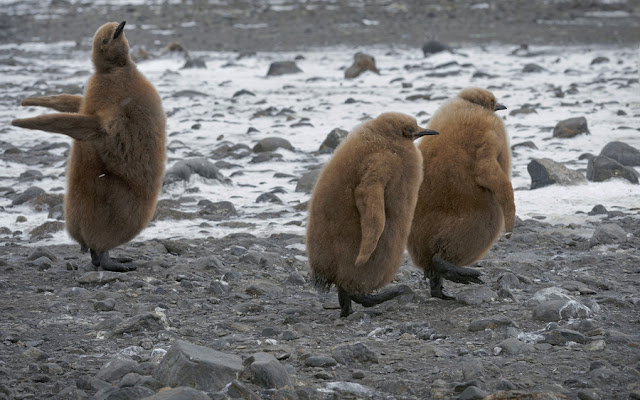 penguin photo