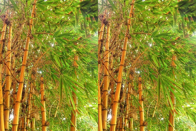 gambar bambu kuning garis hijau