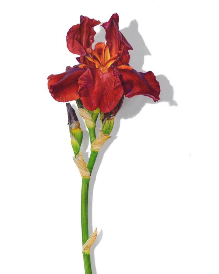 07-Iris-flower-Pencil-Drawings-David-L-Morrison-www-designstack-co