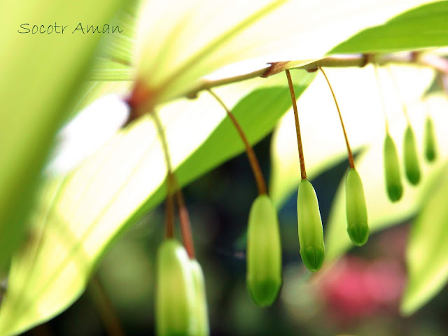 Polygonatum odoratum