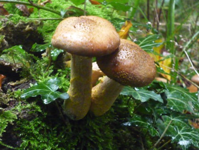 Herfst 2012 045