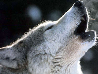 howl wolf wolve loup lup lobo varg byk vlk mbwa mwitu kurt hunt ulv vuk ujk wild huisdieren Haustiere husdjur animales domesticos wallpaper dog breeds wolfdog pets  