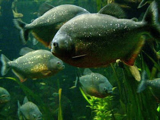 Piranha Fish Amazon Rainforest Species