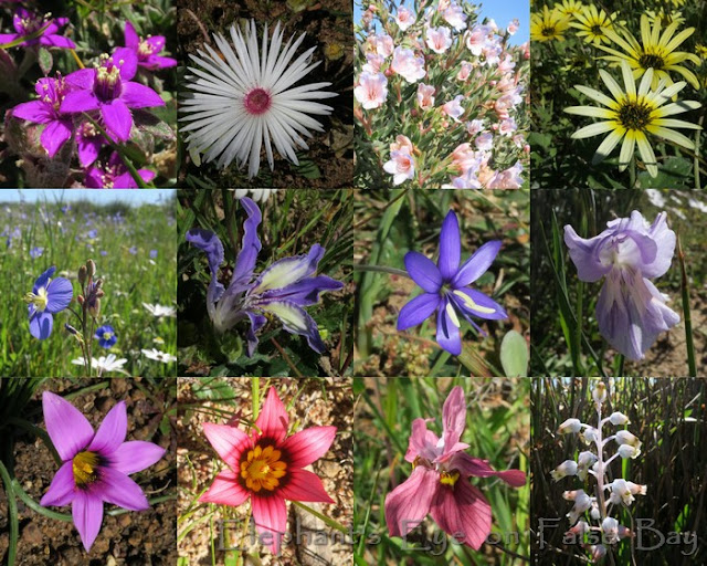 August flowers at Waylands in Darling