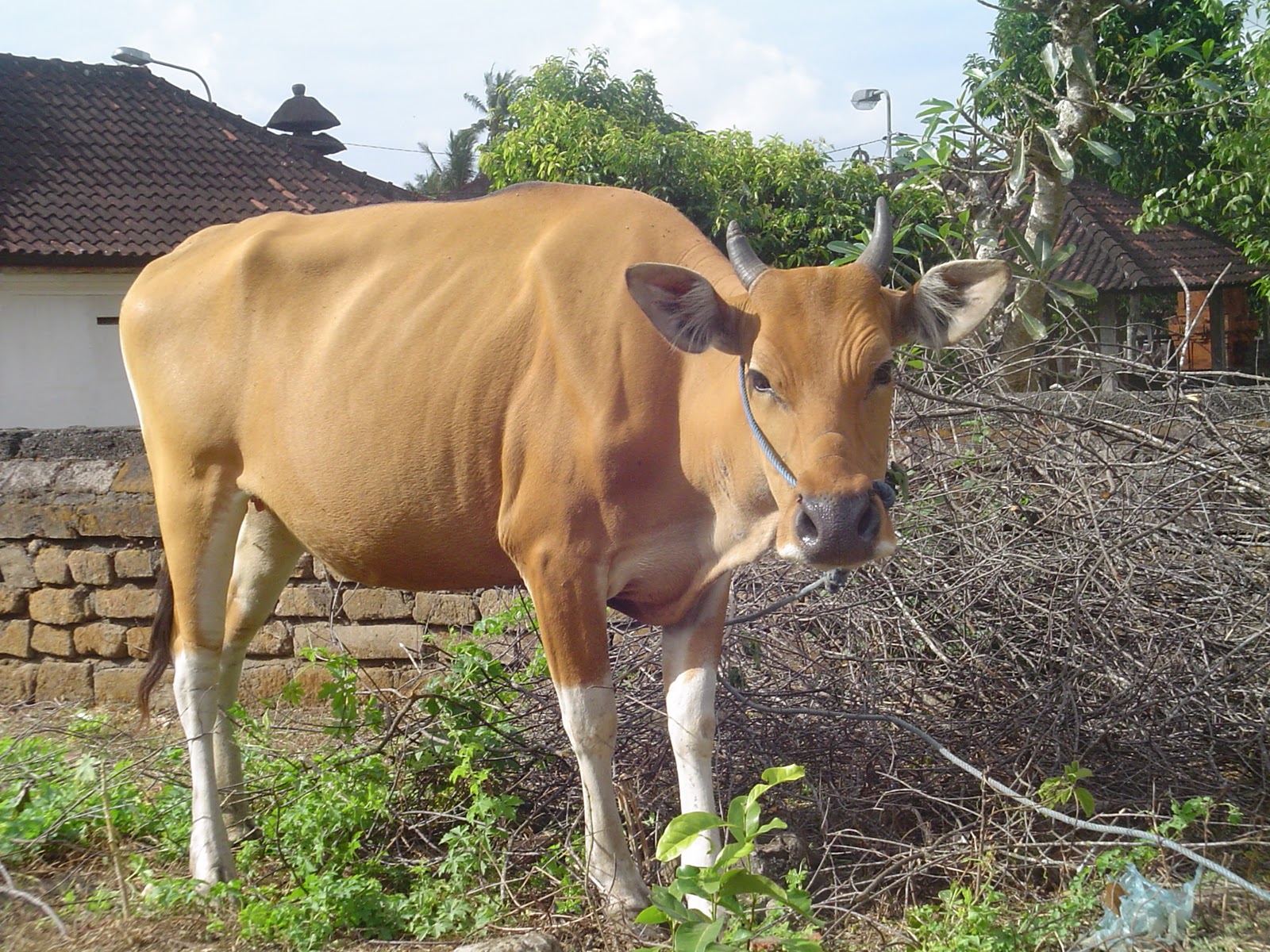 7 Fakta Hewan Qurban Yang Unik Dan LucuFoto Lucu Hewan Kurban