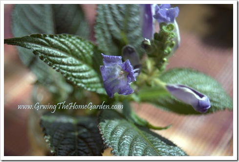 Persian Shield from Cuttings 1-2010-2 Persian Shield from Cuttings 1-2010-2