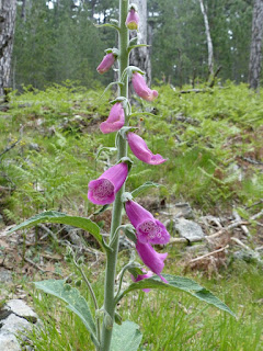 Digitalis purpurea - Digitale pourpre