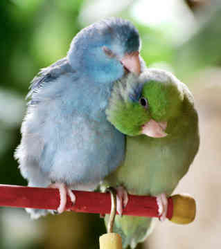 Parrotlets Picture