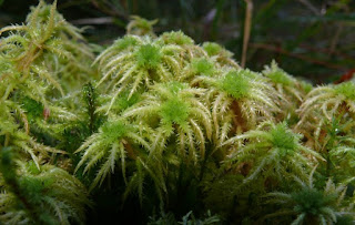 Sphagnum