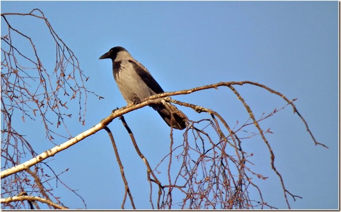 bird name