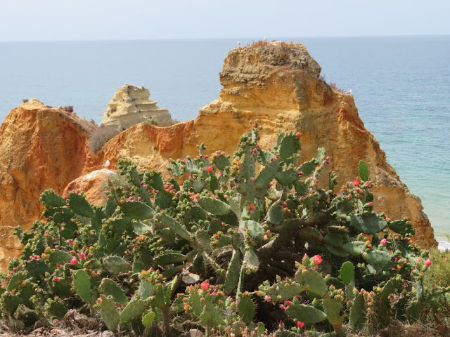 Figueira da Índia - Opuntia ficus-indica