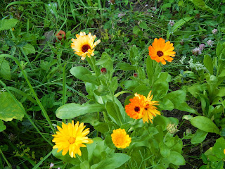 Vegan Gärtnern Ringelblume