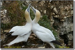 Bempton Cliffs RSPB