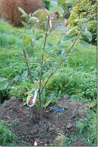 apple trees 002