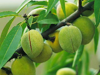 perbedaan-buah-almond.jpg
