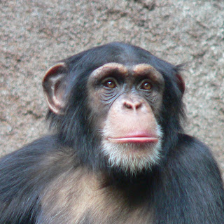 Chimpanzees Wallpapers