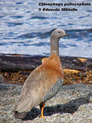 Cauquén real Chloephaga poliocephala