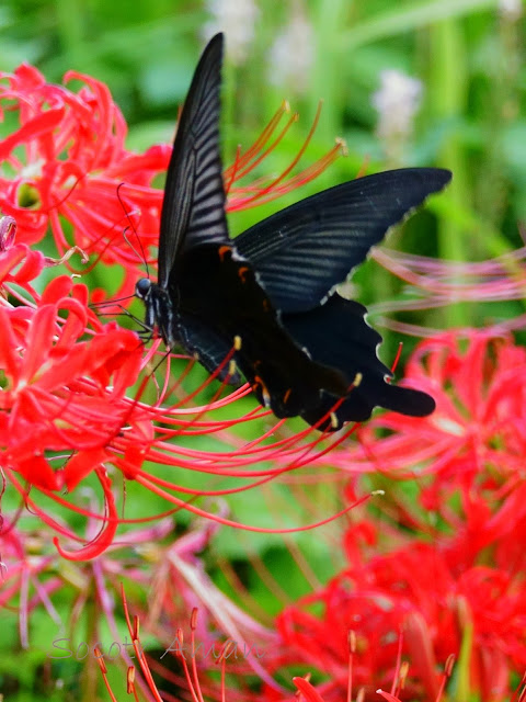 Papilio protenor