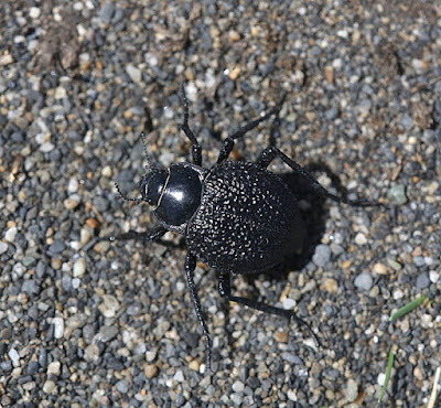 Escarabajo oscuro granulado (Nyctelia granulata)