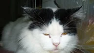 Ubat Kucing Muntah Cacing