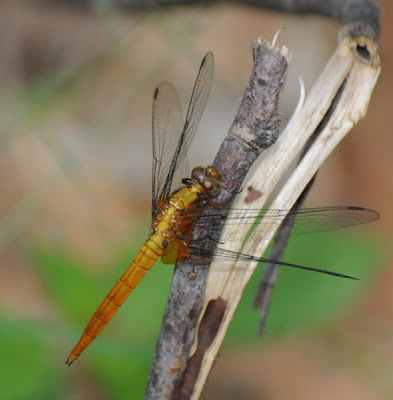 Trithemis aurora 