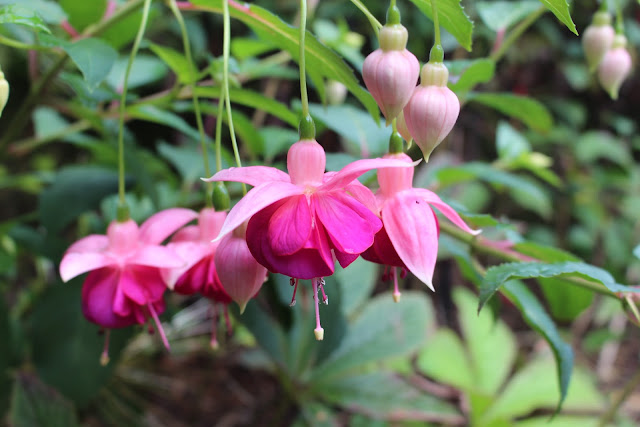 Fuchsia 'Garden News'