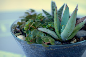 sukkulenten, succulents, pflanze, plant, grün, green, summer, aloe vera, aloe, tipps, gärtnern, garten, gardening, garden, propagation, lifestyleblog, blogger, xenobiophilia