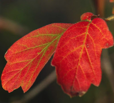 Acer, Erable cannelle, Sapindaceae, Petit arbre, couleur d'automne,Ecorce,feuillage d'automne