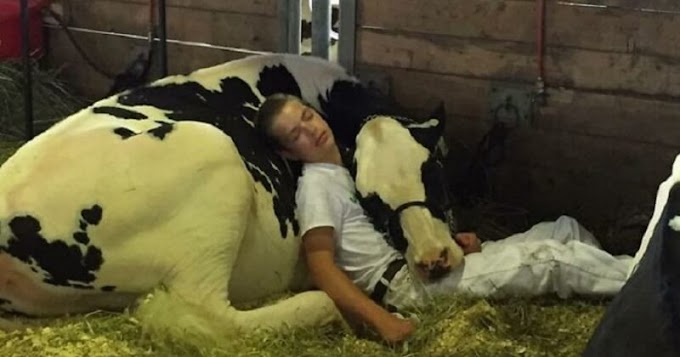 Tired Boy And His Cow Lose At Dairy Fair, But Win On The Internet After Napping Together