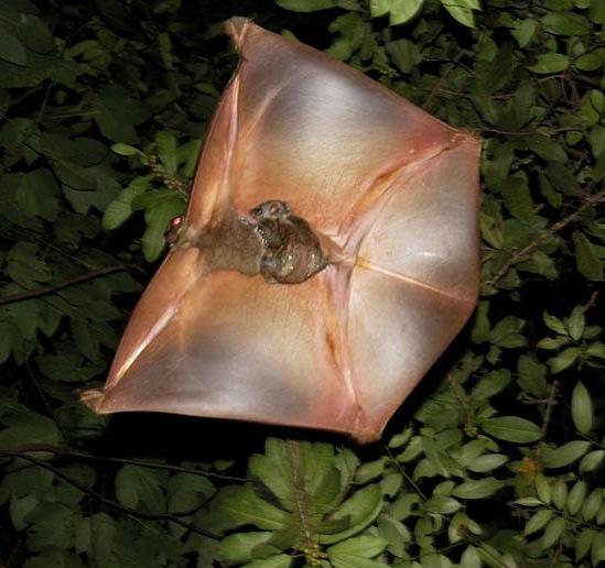 FLYING LEMURS