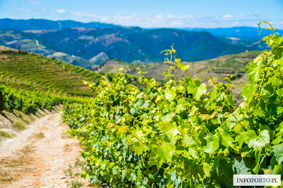 Dolina rzeki Douro w Portugalii i 5 powodów dlaczego warto ją odwiedzić fotografie krzysztof gierak zdjęcia opis przewodnik poradnik zwiedzania 