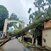 Angin Kencang di Padang, Belasan Pohon Tumbang