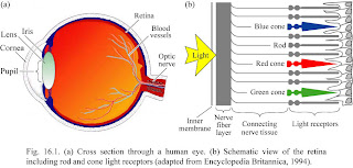 Resultado de imagem para olho humano e como ve a cor