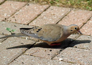 mourning dove