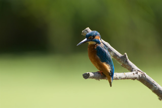 Common Kingfisher छोटा किलकिला, राम चिरैया, शरीफन, निता मछराला  (Alcedo atthis)  RSPB Rye Meads August 2022